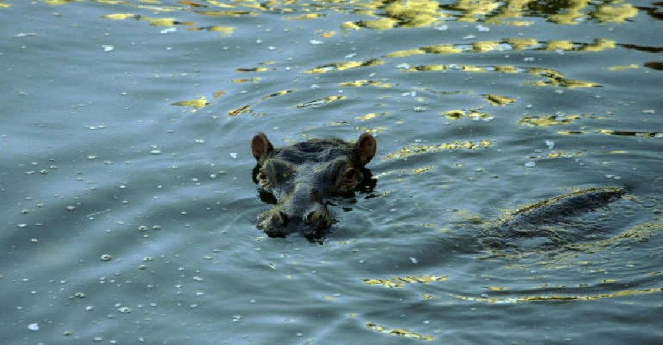 Anthrax Kills 50 Hippos in DRC’s Virunga National Park