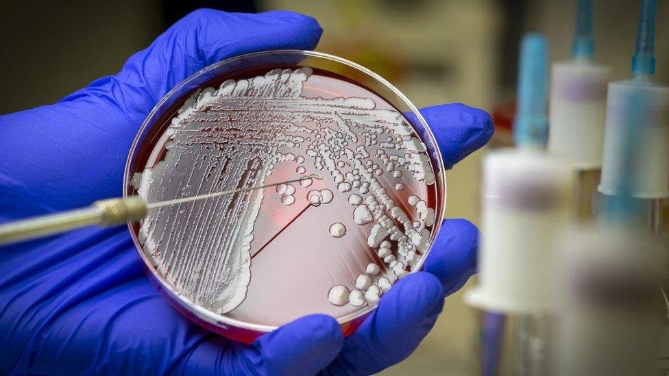 AI Develops Antibiotics for Gonorrhea and MRSA